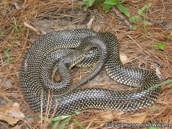 Speckled Kingsnake (Lampropeltis getula holbrooki)