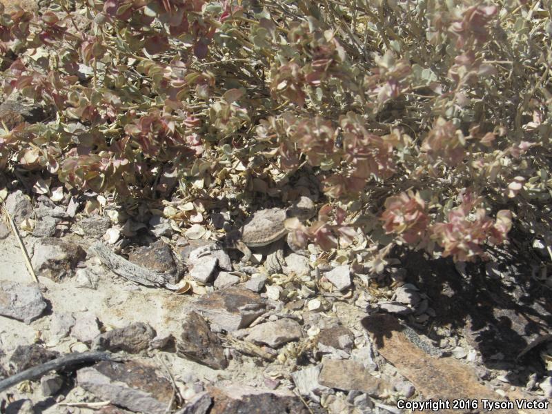 Northern Desert Horned Lizard (Phrynosoma platyrhinos platyrhinos)