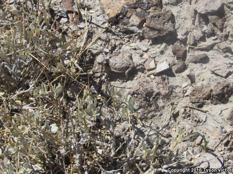 Northern Desert Horned Lizard (Phrynosoma platyrhinos platyrhinos)