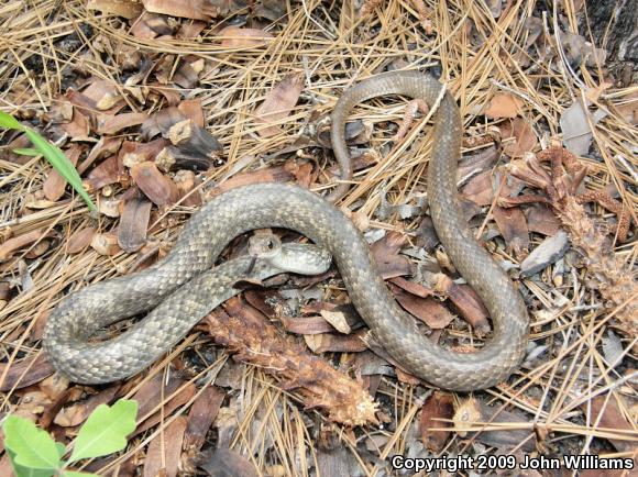 Tan Racer (Coluber constrictor etheridgei)