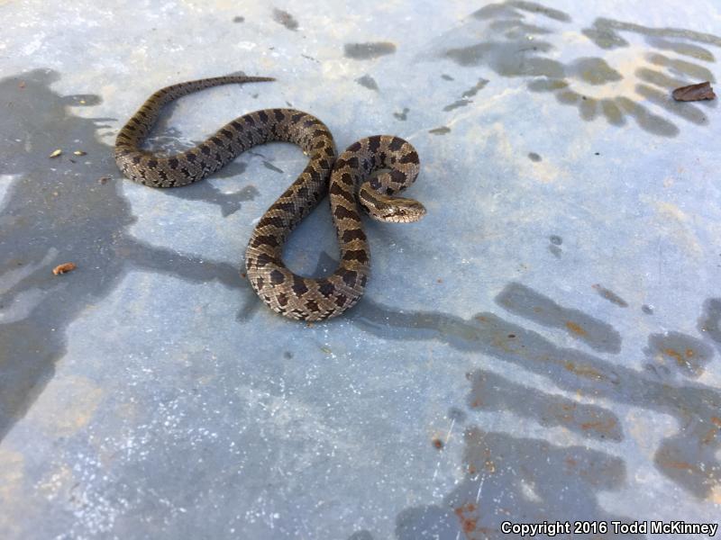 Prairie Kingsnake (Lampropeltis calligaster calligaster)