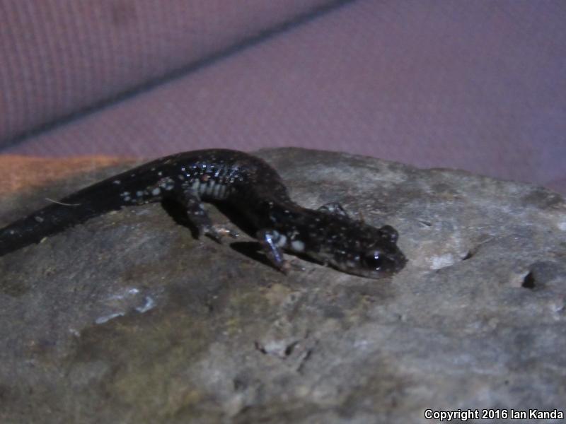 Rich Mountain Salamander (Plethodon ouachitae)