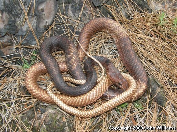 Eastern Coachwhip (Coluber flagellum flagellum)