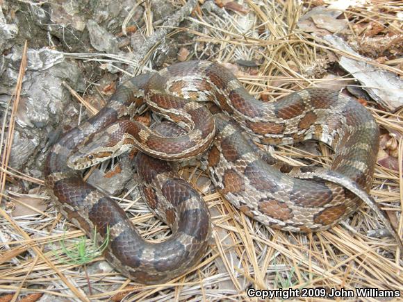 Slowinski's Cornsnake (Pantherophis slowinskii)