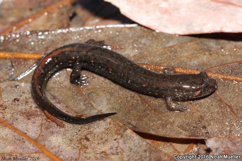 Southern Dusky Salamander (Desmognathus auriculatus)