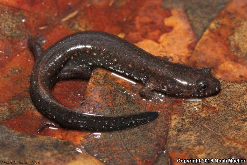 Southern Dusky Salamander (Desmognathus auriculatus)