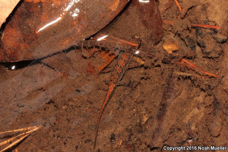 Apalachicola Dusky Salamander (Desmognathus apalachicolae)