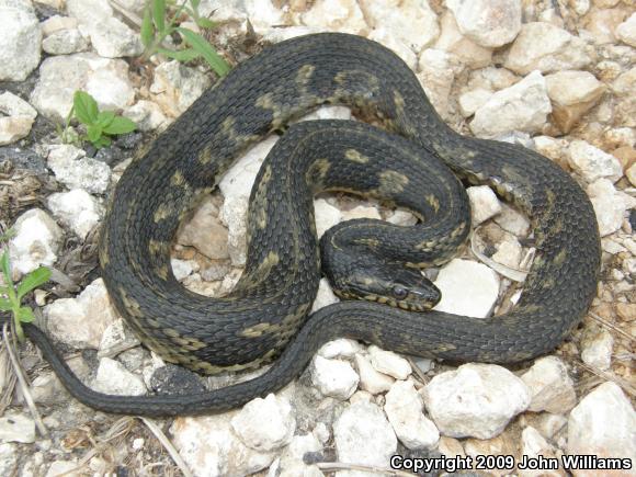 Gulf Saltmarsh Snake (Nerodia clarkii clarkii)