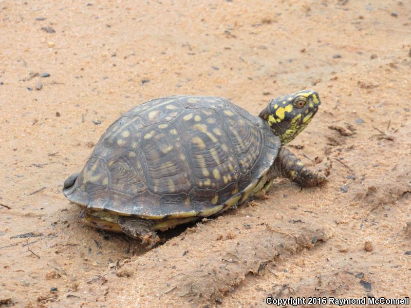 Gulf Coast Box Turtle (Terrapene carolina major)