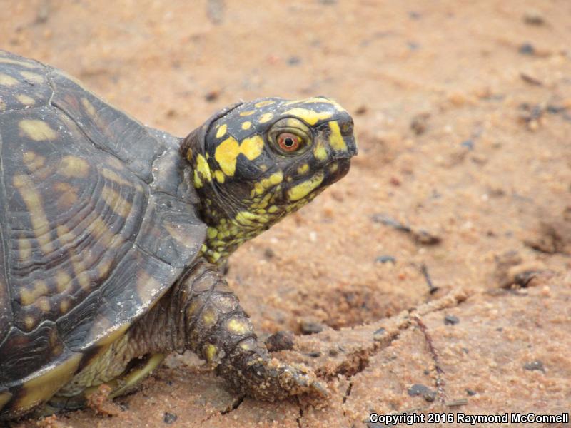 Gulf Coast Box Turtle (Terrapene carolina major)