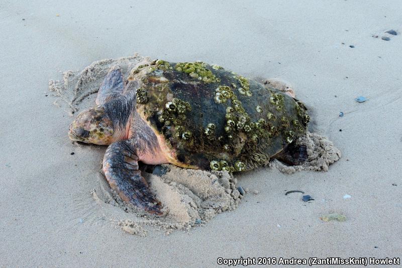 Loggerhead Sea Turtle (Caretta caretta)