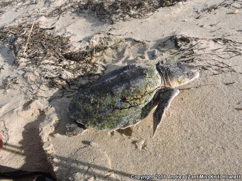 Kemp's Ridley Sea Turtle (Lepidochelys kempii)