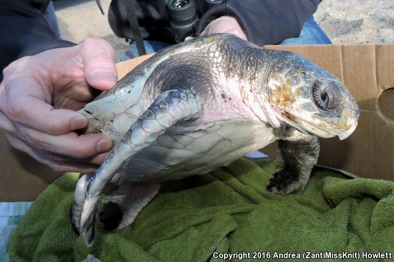 Kemp's Ridley Sea Turtle (Lepidochelys kempii)