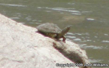 Texas Map Turtle (Graptemys versa)