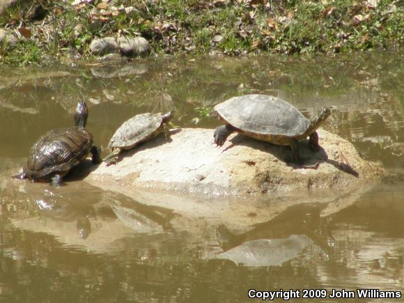 Texas Cooter (Pseudemys texana)