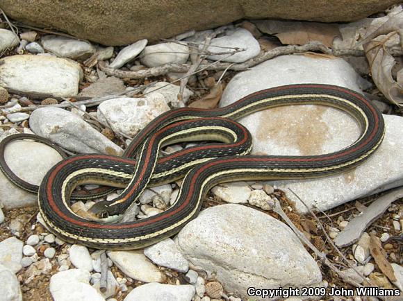 Red-striped Ribbonsnake (Thamnophis proximus rubrilineatus)