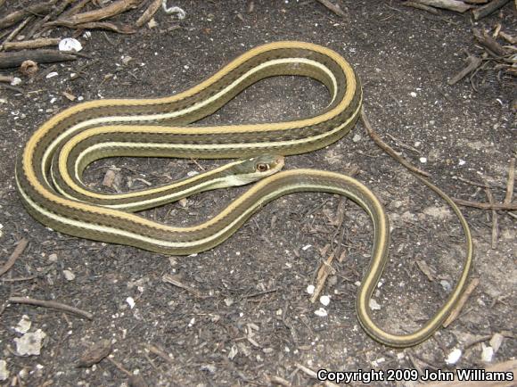 Gulf Coast Ribbonsnake (Thamnophis proximus orarius)