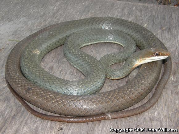 Ruthven's Whipsnake (Coluber schotti ruthveni)