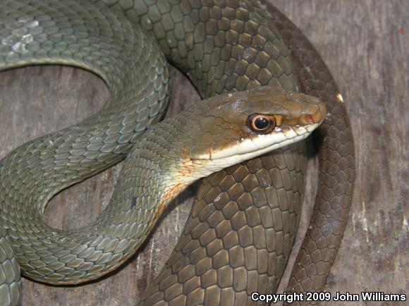 Ruthven's Whipsnake (Coluber schotti ruthveni)