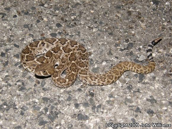 Western Diamond-backed Rattlesnake (Crotalus atrox)