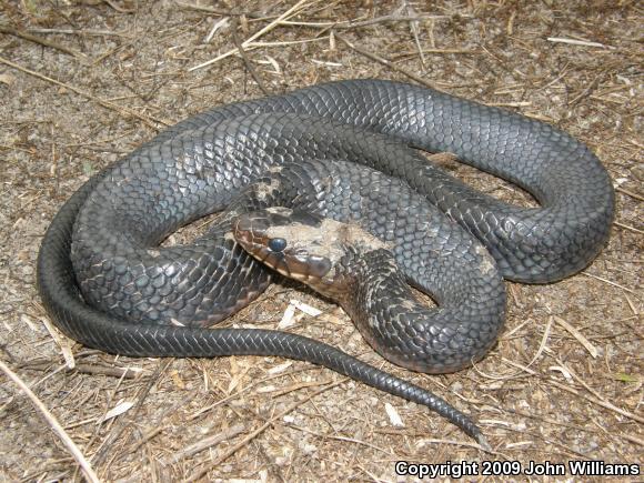 Texas Indigo Snake (Drymarchon melanurus erebennus)