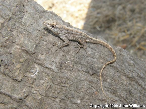 Cuban Brown Anole (Anolis sagrei sagrei)