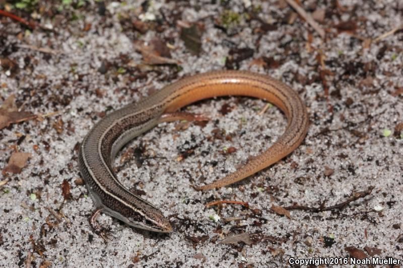 Northern Mole Skink (Plestiodon egregius similis)