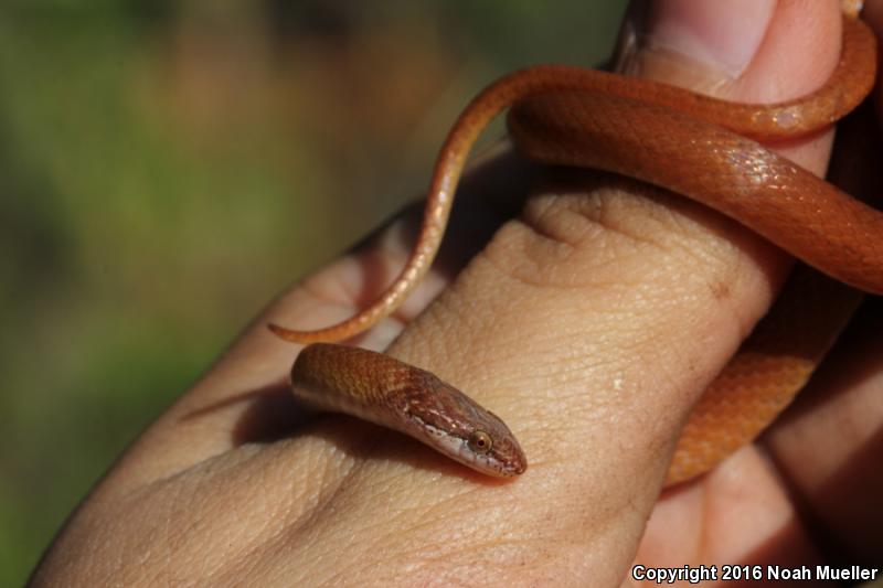 Pine Woods Littersnake (Rhadinaea flavilata)