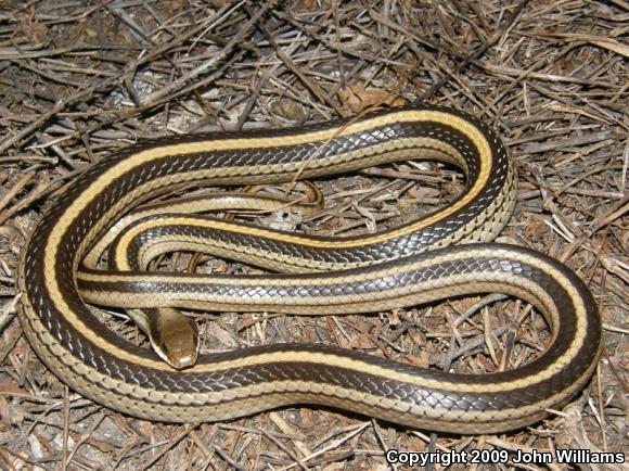 Texas Patch-nosed Snake (Salvadora grahamiae lineata)