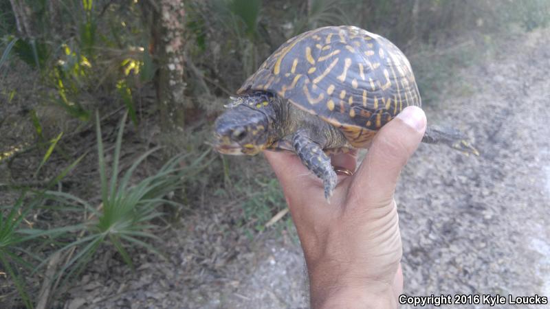 Florida Box Turtle (Terrapene carolina bauri)