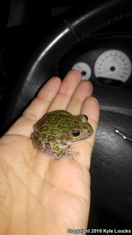 Barking Treefrog (Hyla gratiosa)