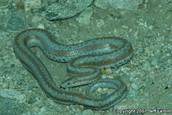 Coastal Rosy Boa (Lichanura trivirgata roseofusca)