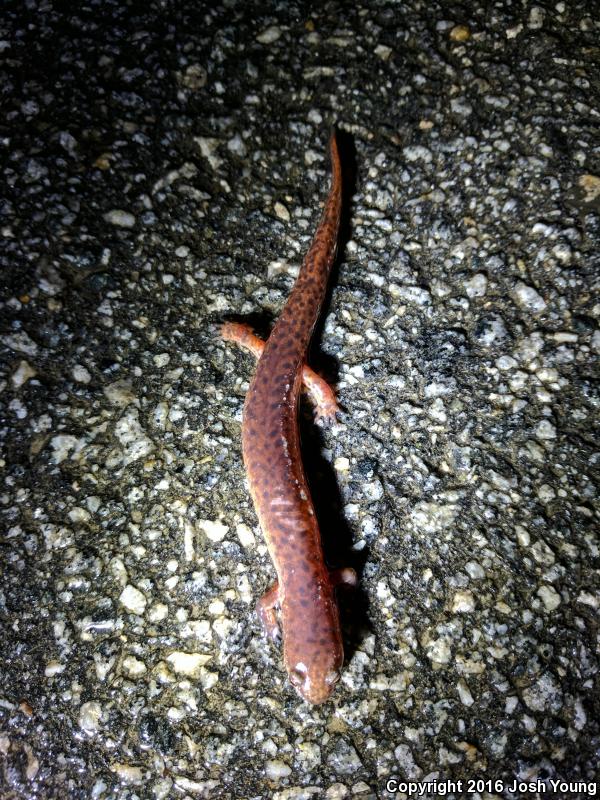 Southern Red Salamander (Pseudotriton ruber vioscai)