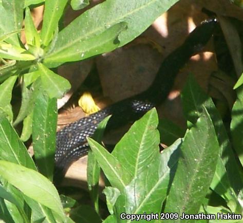 Southern Watersnake (Nerodia fasciata)