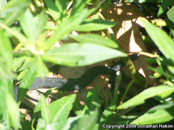 Southern Watersnake (Nerodia fasciata)