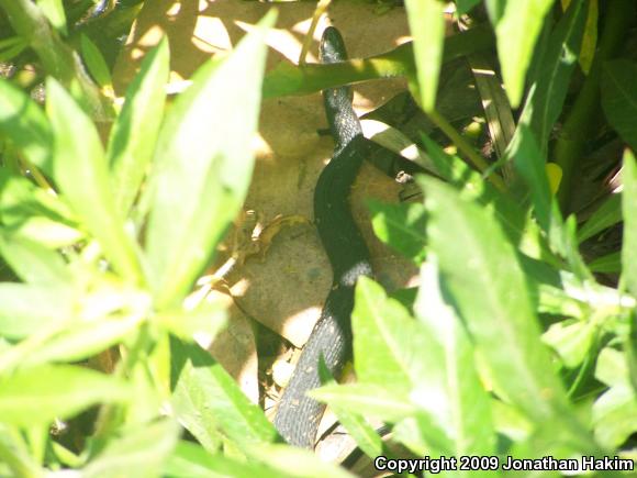 Southern Watersnake (Nerodia fasciata)