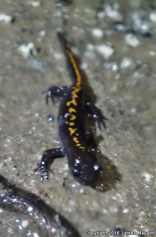 Santa Cruz Long-toed Salamander (Ambystoma macrodactylum croceum)