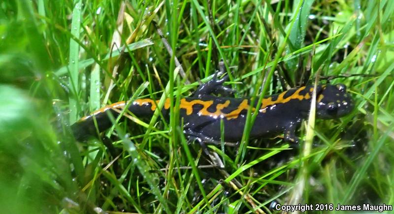 Santa Cruz Long-toed Salamander (Ambystoma macrodactylum croceum)