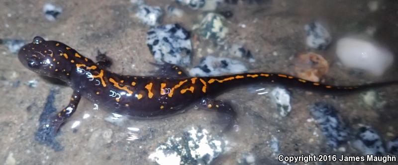 Santa Cruz Long-toed Salamander (Ambystoma macrodactylum croceum)