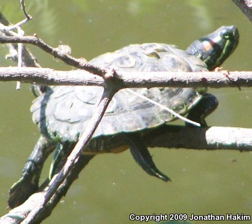 Red-eared Slider (Trachemys scripta elegans)