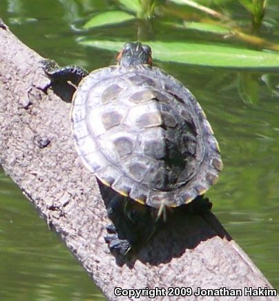 Red-eared Slider (Trachemys scripta elegans)