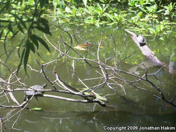 Red-eared Slider (Trachemys scripta elegans)