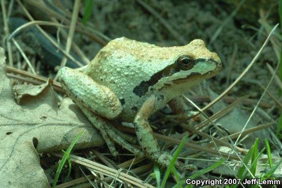 Baja California Treefrog (Pseudacris hypochondriaca)