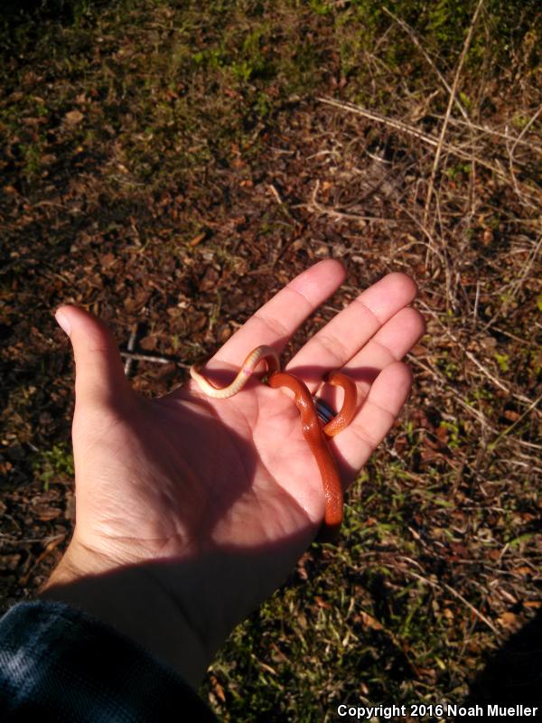 Pine Woods Littersnake (Rhadinaea flavilata)