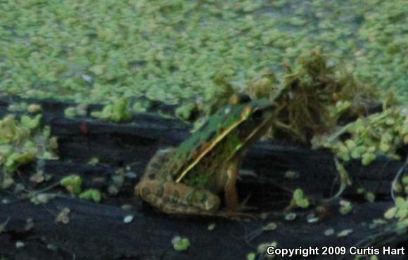 Southern Leopard Frog (Lithobates sphenocephalus)