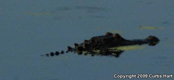 American Alligator (Alligator mississippiensis)