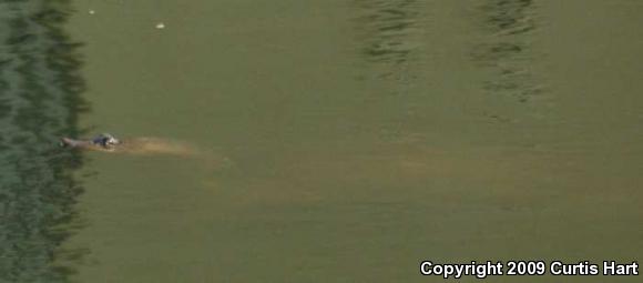 Florida Softshell (Apalone ferox)