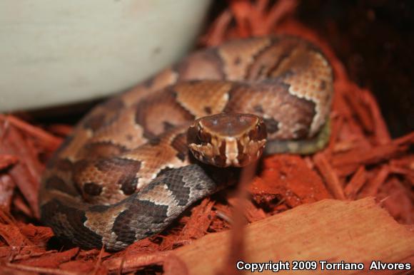 Florida Cottonmouth (Agkistrodon piscivorus conanti)