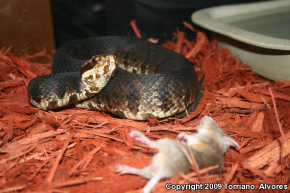 Florida Cottonmouth (Agkistrodon piscivorus conanti)