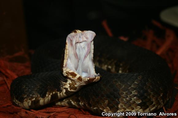 Florida Cottonmouth (Agkistrodon piscivorus conanti)